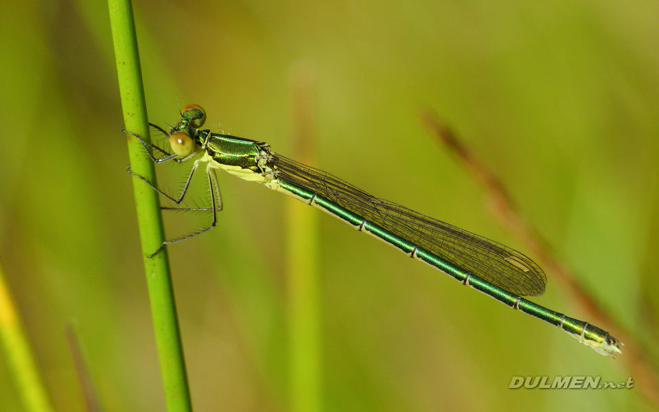 Small Spreadwing (Female, Lestes virens)